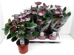 Anthurium ‘Chocolate’ – 17cm Pot, 60cm High