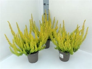 Golden Heath (Erica arborea ‘Alberts Gold’) – 12cm Pot