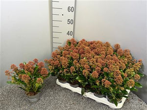 Skimmia japonica 'Rubesta Optima' – 10.5cm Pot