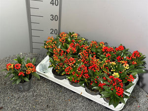 Skimmia japonica ‘Red Berry Bee’ – 10.5cm Pot