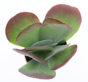 Kalanchoe ‘Red Lips’ – 12cm Pot