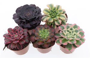 Mixed Aeonium Succulent – 10.5cm Pot