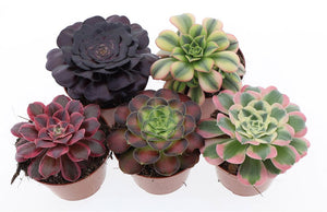 Mixed Aeonium Succulent – 10.5cm Pot