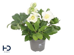 White Hellebore (Helleborus) – 9cm Pot
