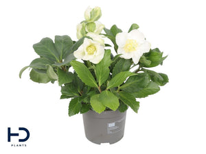 White Hellebore (Helleborus) – 9cm Pot
