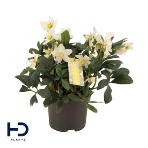 White Hellebore (Helleborus) – 17cm Pot