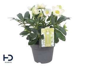 White Hellebore ‘Christmas Rose’ – 12cm Pot