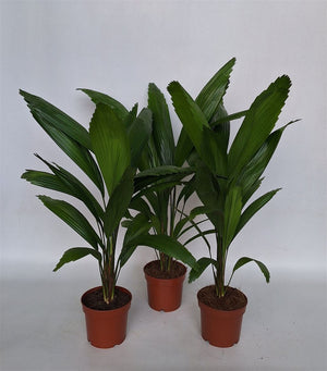 Ruffled Fan Palm (Licuala grandis) – 12cm Pot