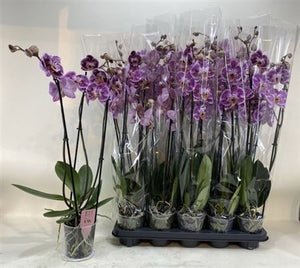Dark Red Phalaenopsis Orchid – 3 Stem, 12cm Pot