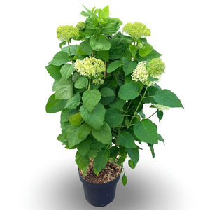 White Hydrangea 'Annabelle' – 32cm Pot, 90cm High