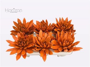 Rainbow Echeveria ‘Agavoides’ – 9cm Pot