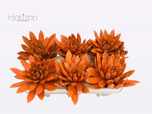 Rainbow Echeveria ‘Agavoides’ – 9cm Pot
