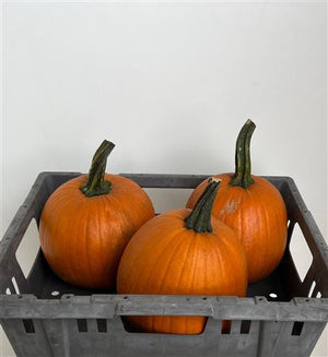 Maxima Halloween Decorative Orange Fruit