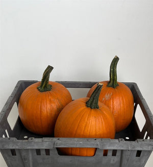 Maxima Halloween Decorative Orange Fruit
