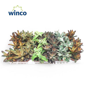 Mixed Kalanchoe Velvet – 8.5cm Pot