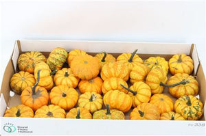 Ornamental Orange Mini Pumpkins – 30 Pack