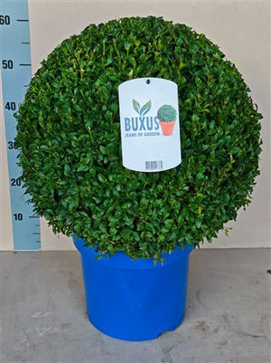 Boxwood Ball (Buxus sempervirens) – 30cm Pot