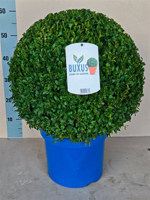 Boxwood Ball (Buxus sempervirens) – 30cm Pot