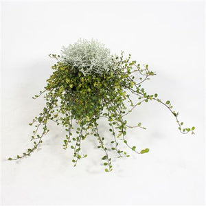 Mueca Twin 2-in-1 Green Plant – 12cm Pot