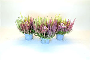 Calluna vulgaris ‘Beauty Ladies High Five’ – 13cm Pot