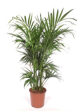 Cascade Parlour Palm (Chamaedorea cataractarum) – 24cm Pot