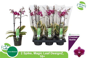 Purple Phalaenopsis Orchid – 12cm Pot, 40cm Tall