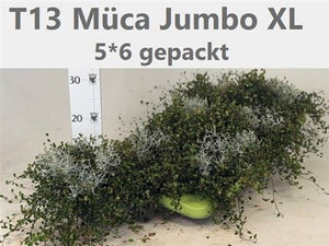 Cushion Bush (Leucophyta brownii) – 13cm Pot