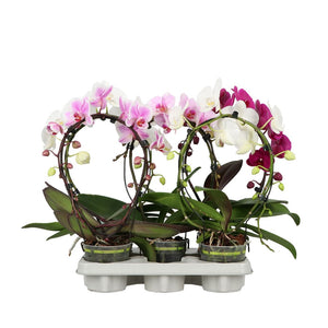 Mixed Phalaenopsis Orchid (2 Stem) – 12cm Pot
