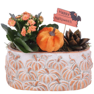 Halloween Indoor Ceramic Plant Arrangement – 20cm Pot