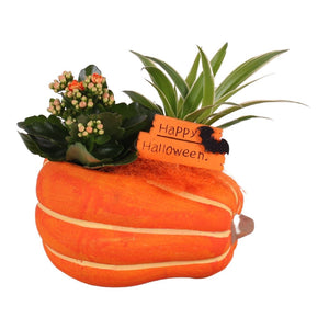 Halloween Ceramic Pumpkin Plant Arrangement – 21cm Pot