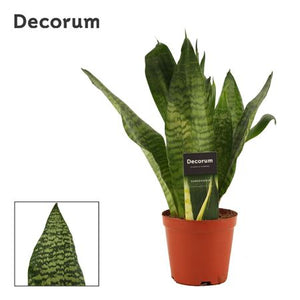 Sansevieria Trifasciata ‘Night Shade’ – 12cm Pot