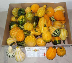 Mixed Ornamental Cucumis Fruit Decoration