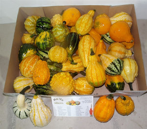 Mixed Ornamental Cucumis Fruit Decoration