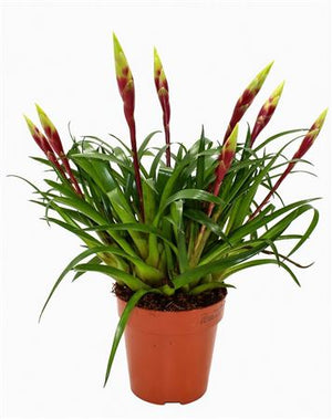 Vriesea ‘Spyro’ Multiflower – 12cm Pot