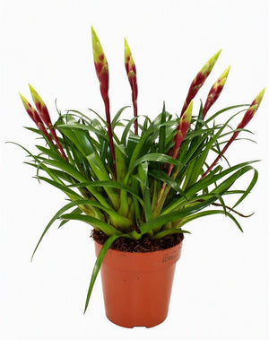 Vriesea ‘Spyro’ Multiflower – 12cm Pot