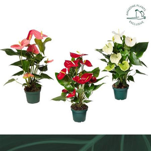 Mixed Anthurium Flowering Houseplant – 14cm Pot