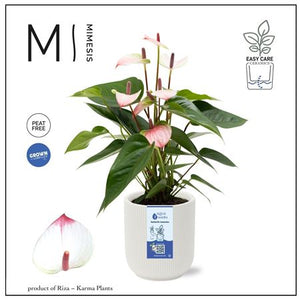Anthurium Mini ‘Atlanta’ – 12cm Ceramic Pot