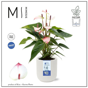 Anthurium Mini ‘Atlanta’ – 12cm Ceramic Pot