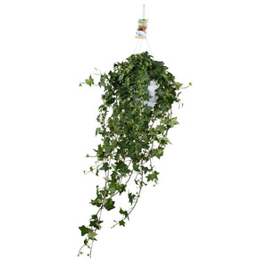 Extra-Large Green English Ivy (Hedera helix) – 17cm Pot