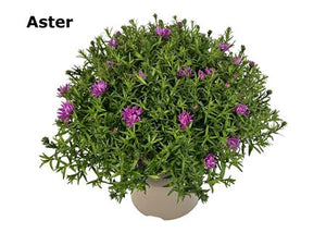 Purple Aster ‘Alpha’ – 19cm Pot