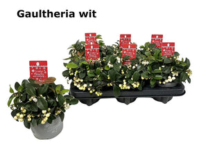 White Gaultheria ‘Ciao Bella’ – 12cm Pot