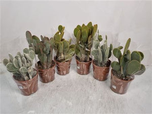 Bunny Ears Cactus (Opuntia microdasys) – 17cm Pot
