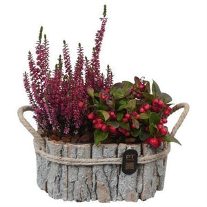 Autumn Outdoor Plant Arrangement – 22cm Wooden Tray