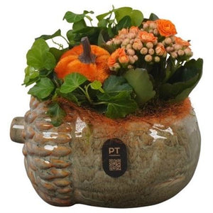 Autumn Indoor Plant Arrangement – 15cm Ceramic Pot