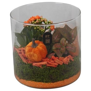 Autumn Glass Plant Arrangement – 15cm