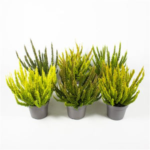 Mixed Calluna vulgaris Heather – 12cm Pot, 30cm High