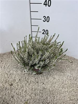 Garden Girls Heather (Calluna vulgaris) – 12cm Pot