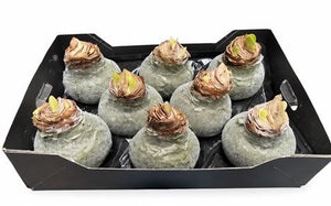 Olive Green Waxed Hyacinth Bulb Decoration – 20cm