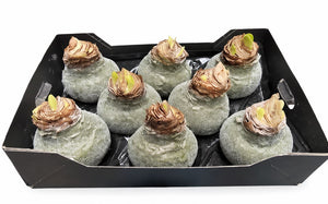Olive Green Wax Hyacinth Christmas Decoration