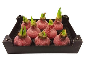 Red Waxed Hyacinth Christmas Decoration
